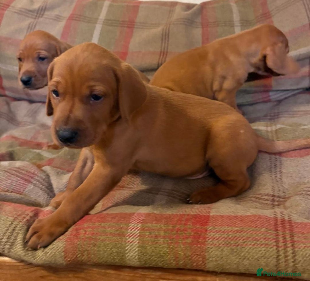 Mixed Breed dogs for sale: Hungarian Vizsla - Image 12