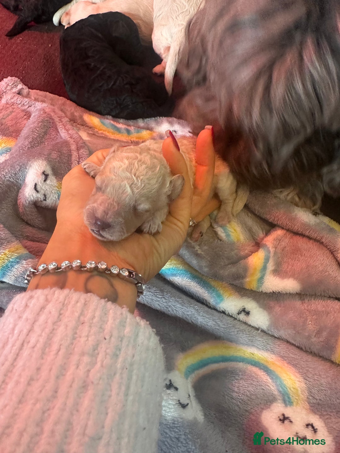 Cockapoo dogs for sale: F1B cockapoos  - Advert 4