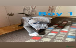 Staffordshire Bull Terrier dogs for sale: RARE BLUE MERLE STAFFORDSHIRE BULL TERRIER PUPPIES - Image 12