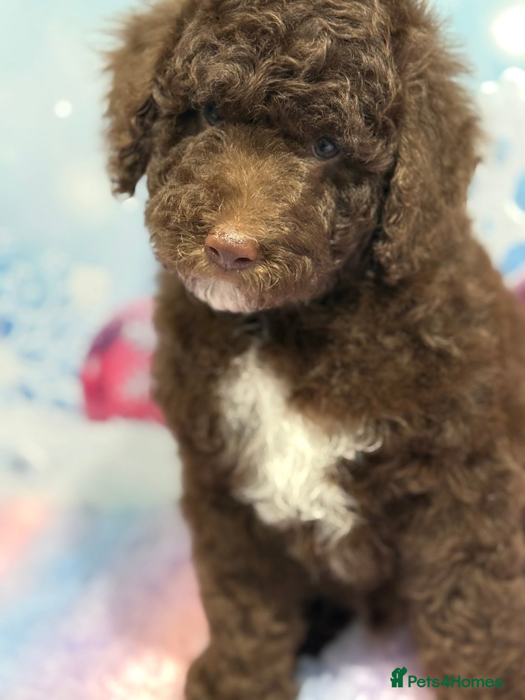 Bernedoodle dogs for sale: Bernedoodles - Advert 10