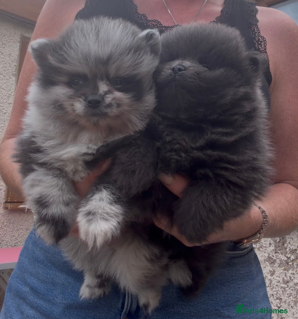Pomeranian dogs 💙🏆TEDDY BEAR MALE POMS READY NEXT WEEK💙🏆 - Advert 10