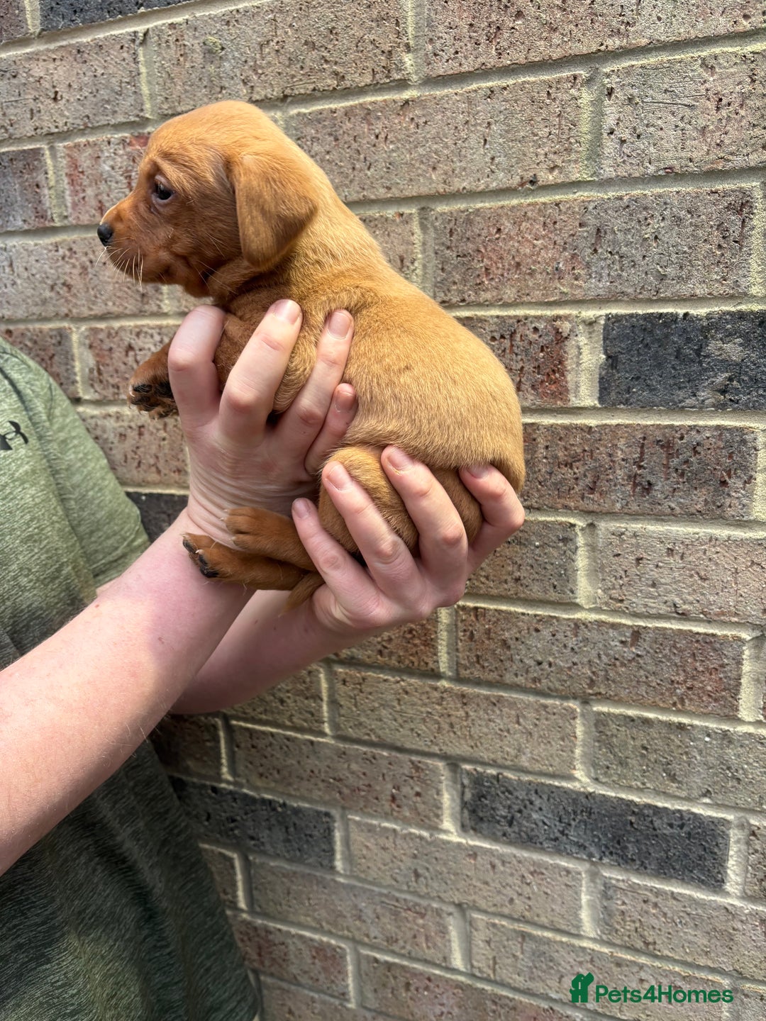 Labrador Retriever dogs for sale: Kc fox red Labrador puppies 4 boys ready to go  - Advert 27
