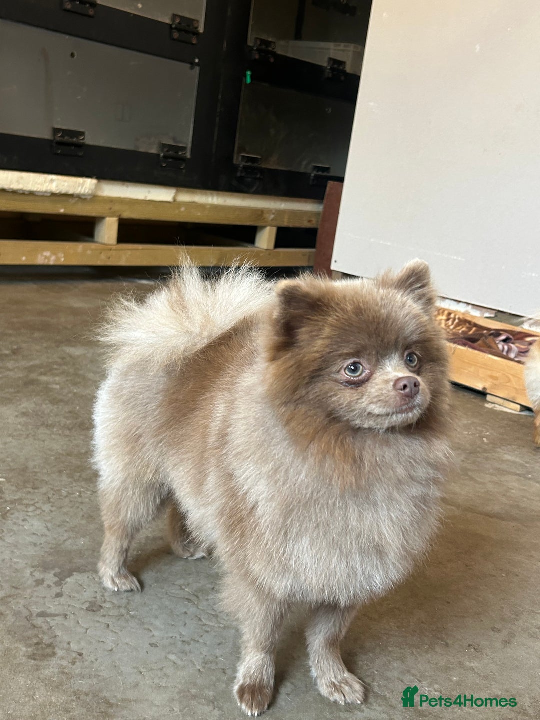 Pomeranian dogs for stud: 💙 Jimmy Pom Stud 💙 - Advert 4