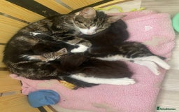 Mixed Breed cats for sale: 3 beautiful kittens  - Image 11
