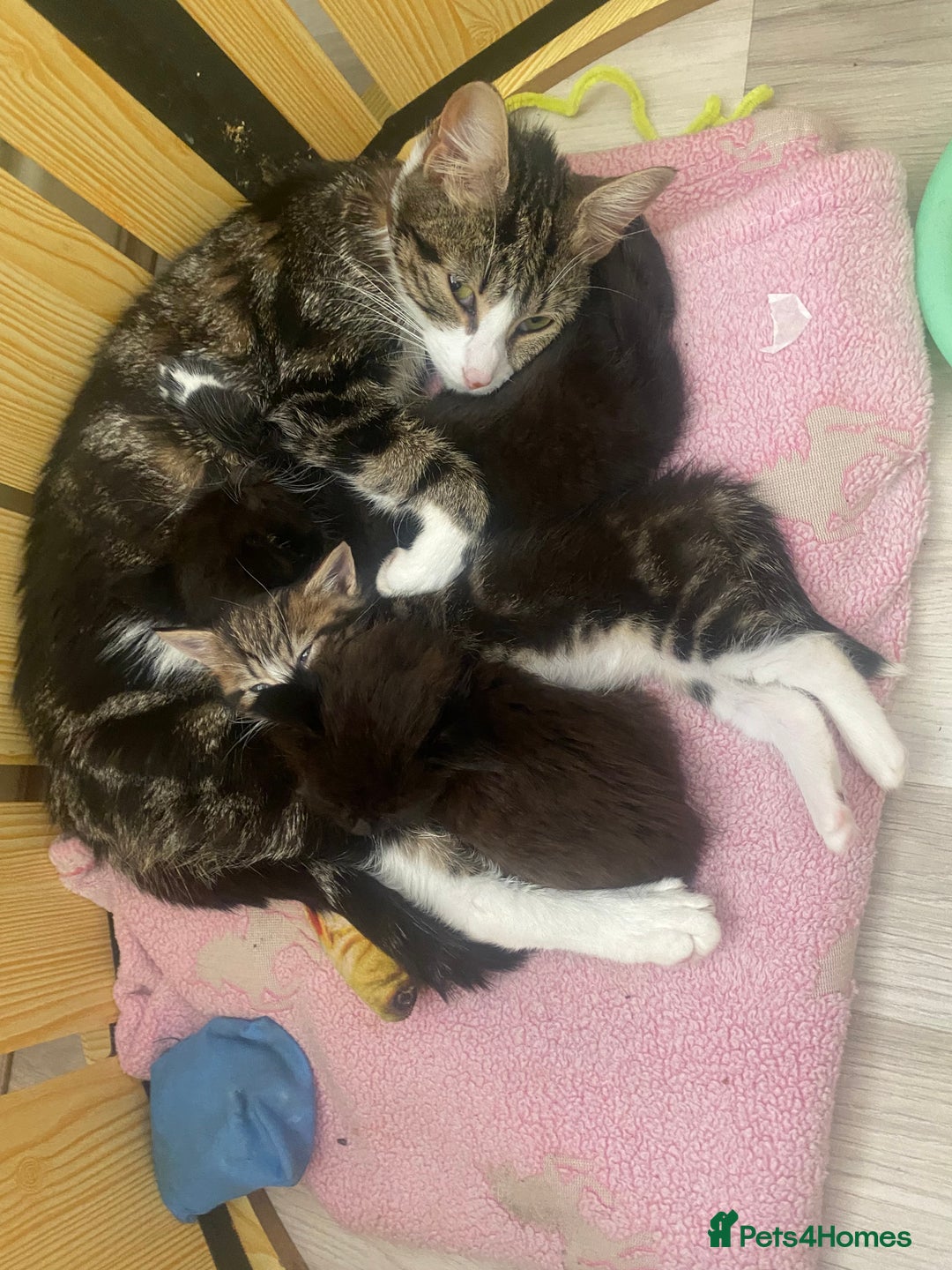Mixed Breed cats for sale: 3 beautiful kittens  - Image 11