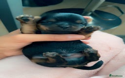 Yorkshire Terrier dogs for sale: Mini toy  Yorkshire Terrier's  - Image 7
