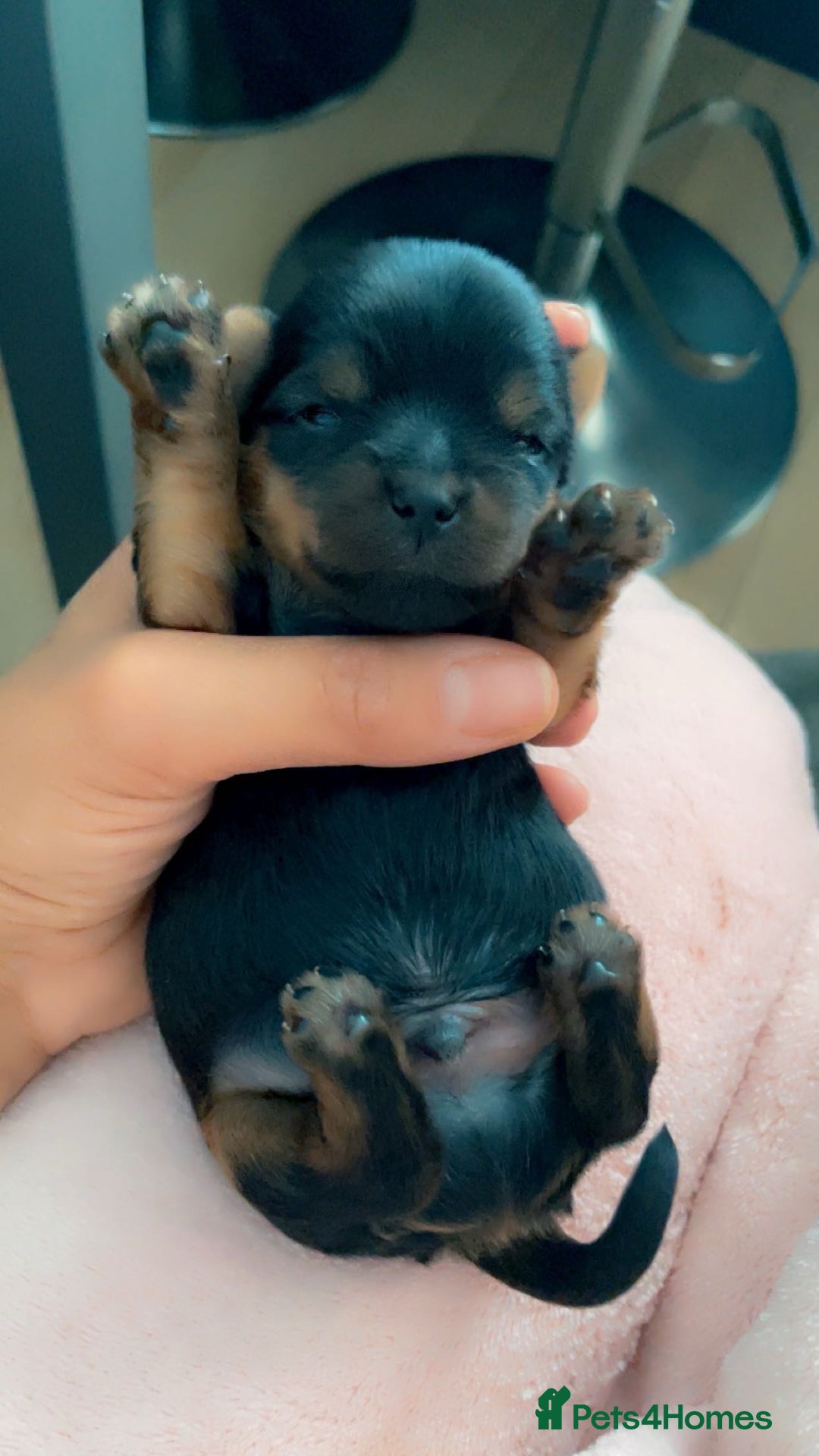 Yorkshire Terrier dogs for sale: Mini toy  Yorkshire Terrier's  - Image 7