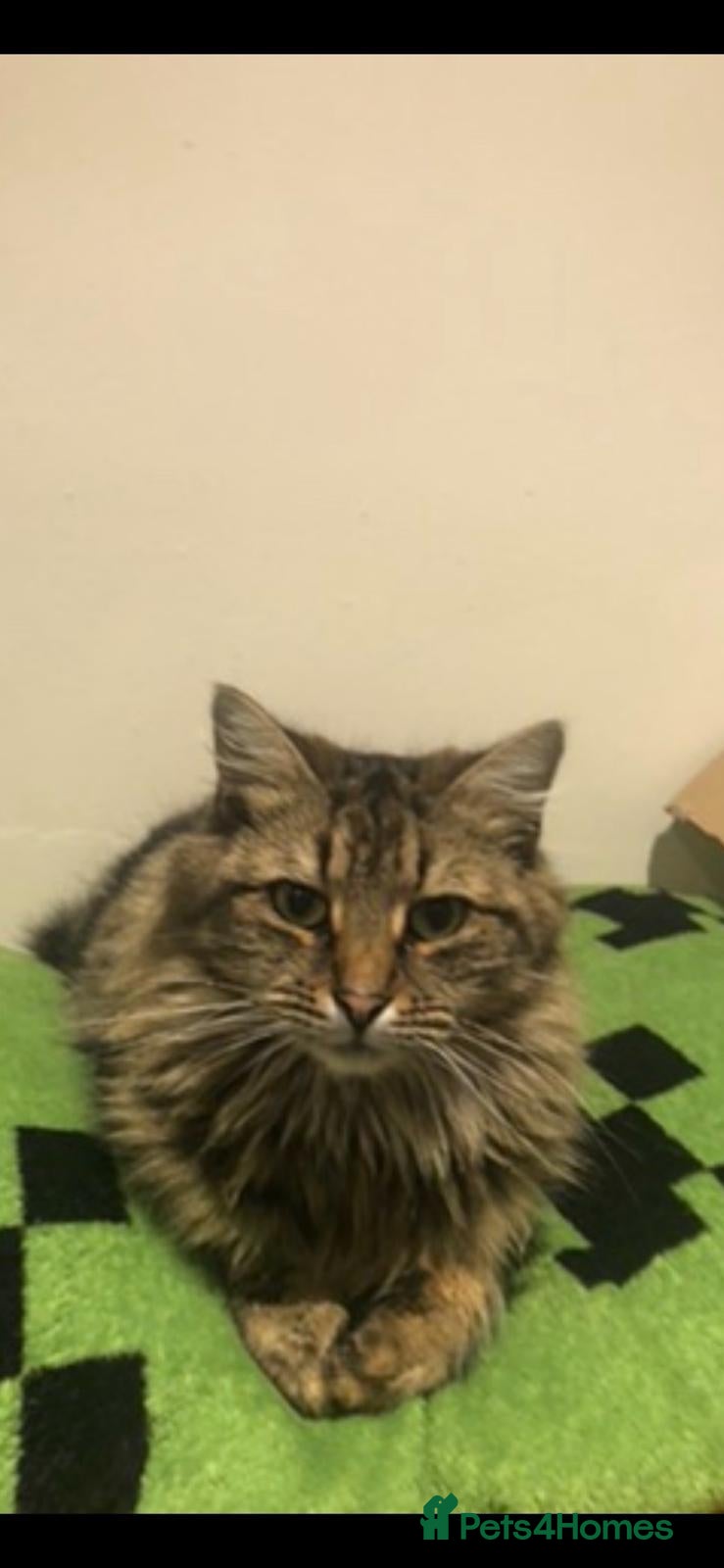 Mixed Breed cats Half forest cat kittens  - Advert 1