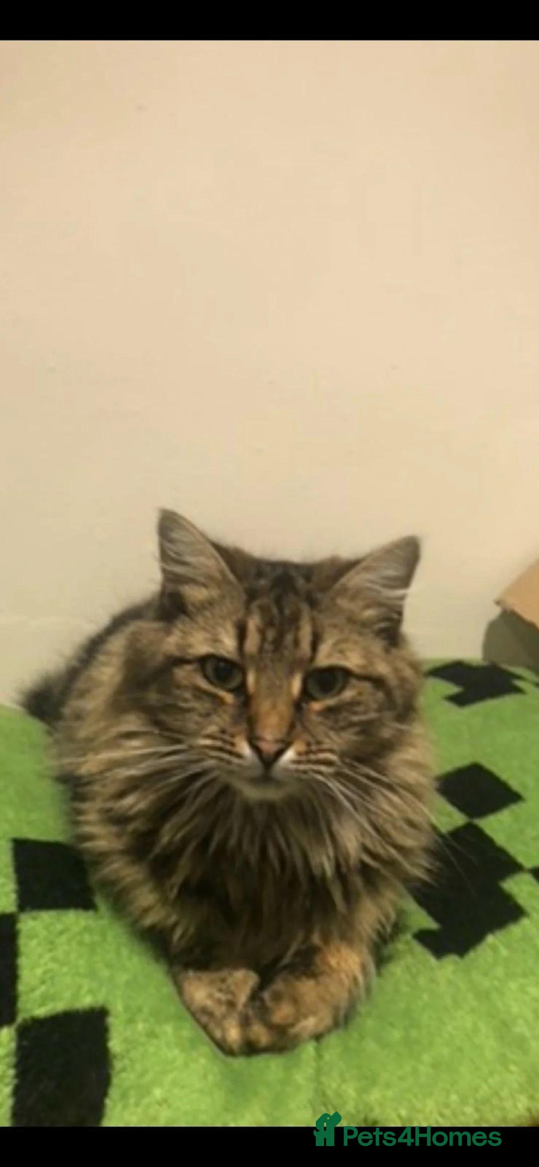 Mixed Breed cats for sale: Half forest cat kittens  - Advert 1