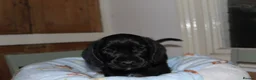 Cocker Spaniel dogs for sale: Gorgeous Schnocker puppies - Advert 6