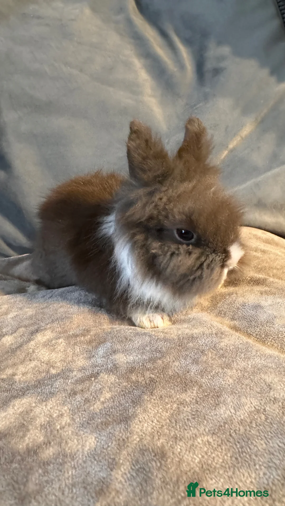 Mixed Breed rabbits for sale:     Fluffy Lionhead & Netherland Dwarf Mix Bunnies - Advert 2