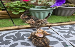 Bengal cats for sale: ✨ Bengal Kittens Looking for Loving Homes ✨ - Image 24