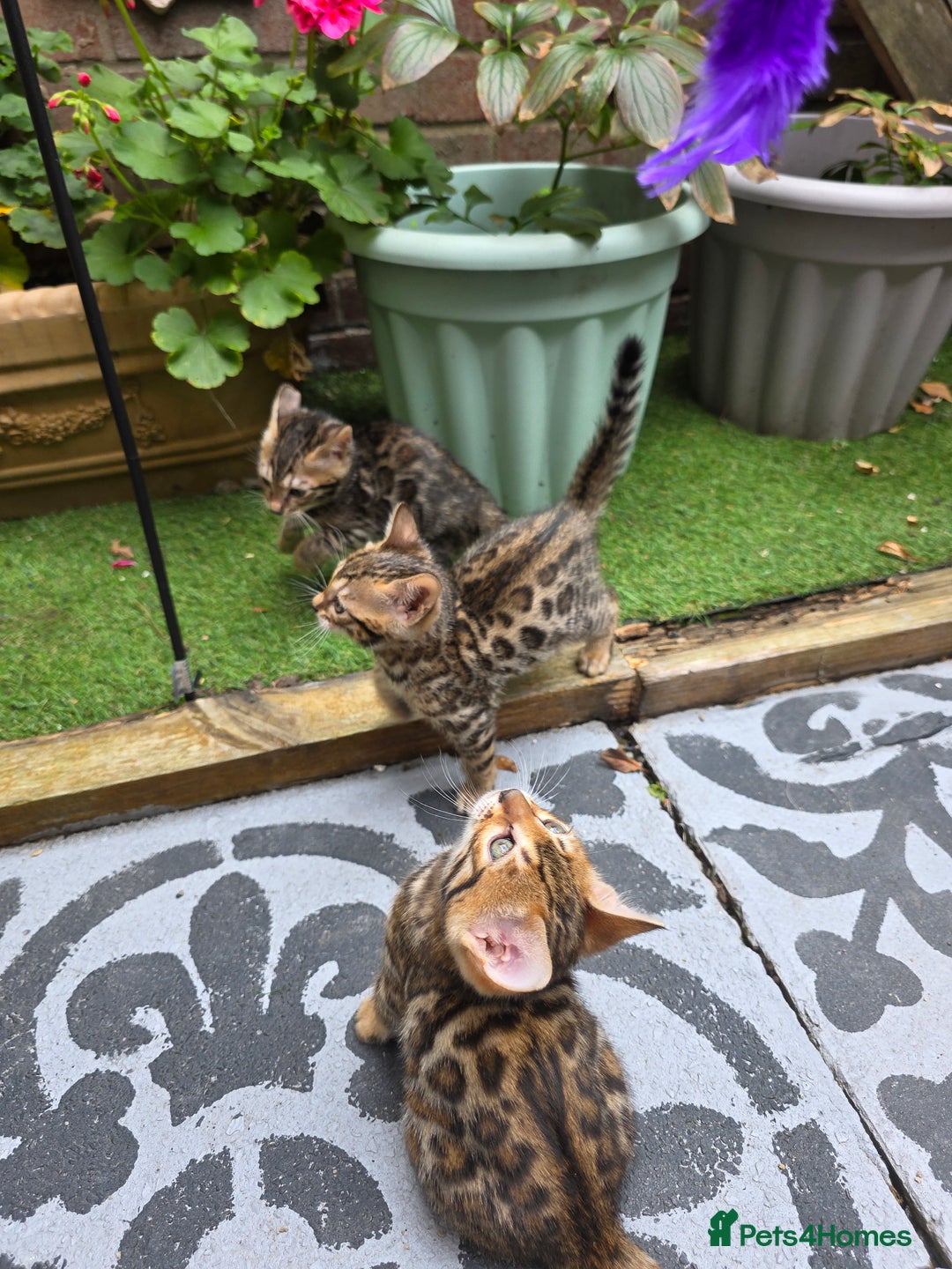 Bengal cats for sale: ✨ Bengal Kittens Looking for Loving Homes ✨ - Image 24
