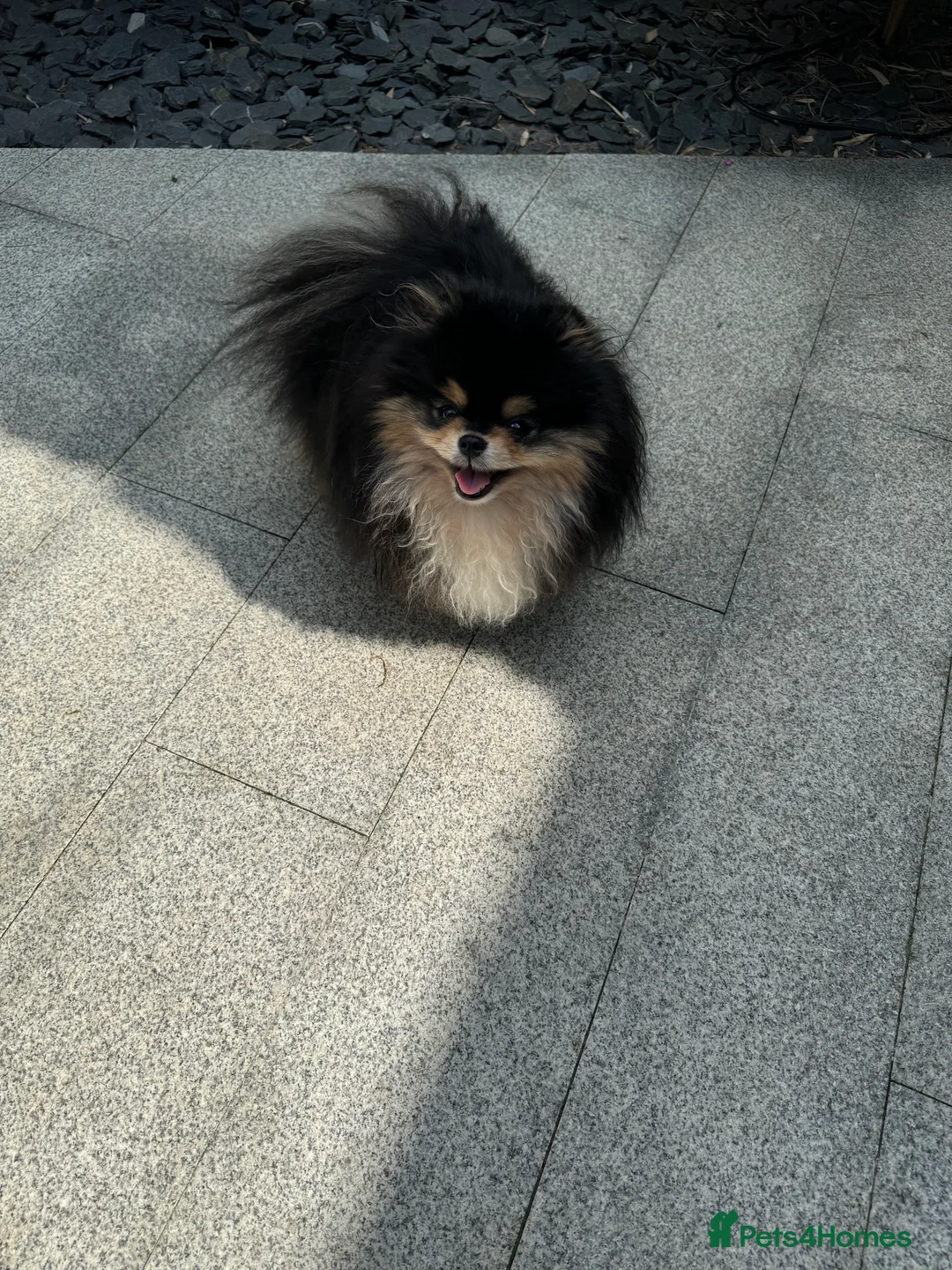 Pomeranian dogs for stud: BLACK & TAN STUD in London - Advert 9