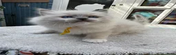 Ragdoll cats for sale: 🏆Gccf stunning ragdoll kittens (GRCH PARENTS 🥇) - Advert 8