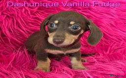 Miniature Dachshund dogs for sale: Rainbow Litter KC REG mini Daxi  - Image 11