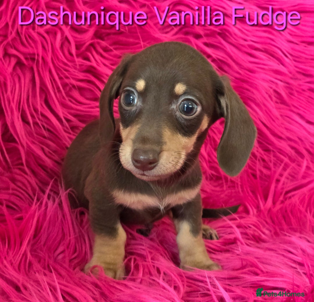Miniature Dachshund dogs for sale: Rainbow Litter KC REG mini Daxi  - Image 11