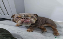 English Bulldog dogs for sale: KC ENGLISH BULLDOG BITCH - Image 1