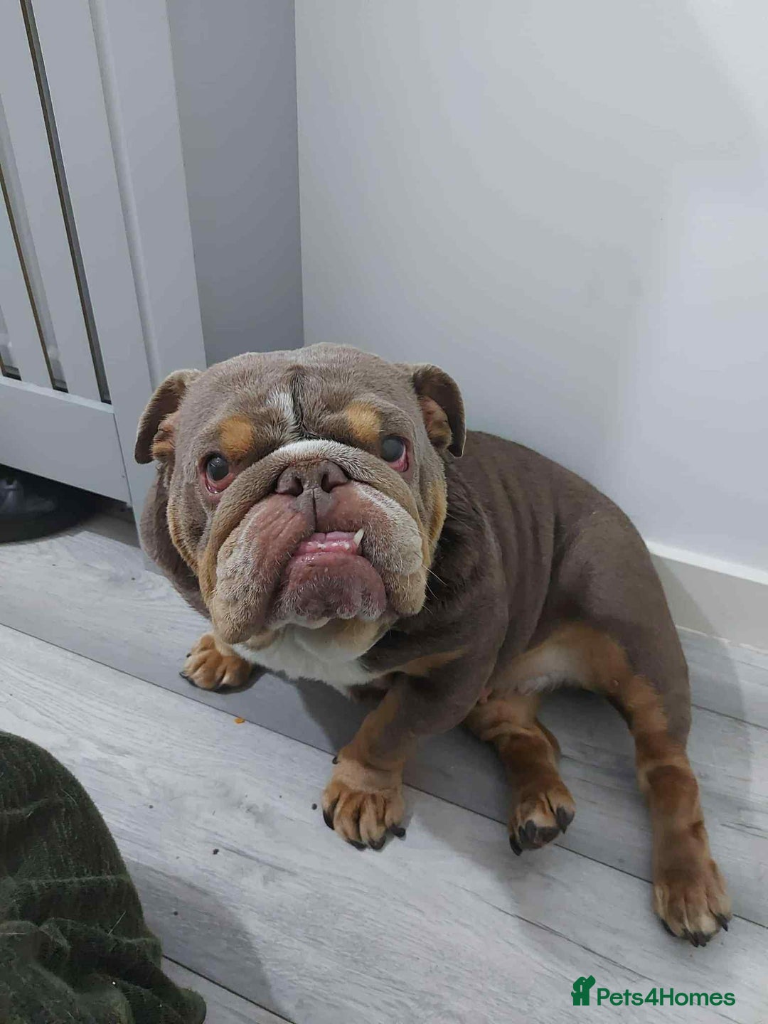 English Bulldog dogs for sale: KC ENGLISH BULLDOG BITCH - Image 1
