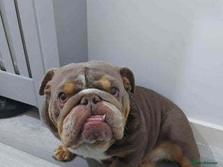English Bulldog dogs - Advert 10