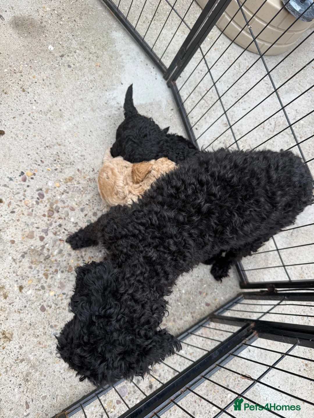 Toy Poodle dogs for sale: Toy Poodle Puppies  - Advert 7