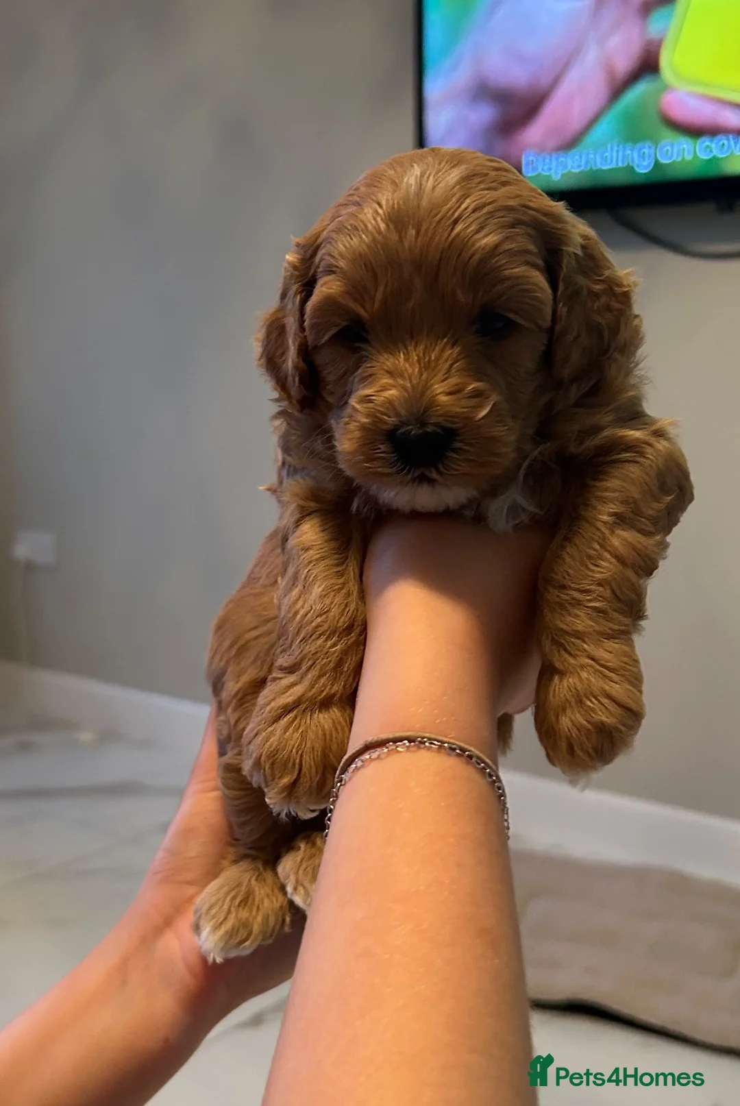 Jackapoo dogs for sale: Jacapoo puppies - Advert 2