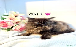Persian cats for sale: Persian kittens - Image 11