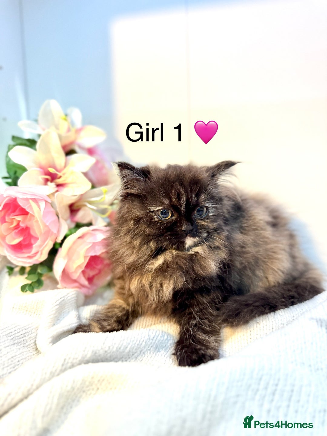 Persian cats for sale: Persian kittens - Image 11