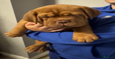 Dogue De Bordeaux dogs Outstanding Chunky KC DDB Puppies - Advert 6