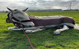 English Warmblood horses for sale: 16hh Schoolmistress  - Image 9