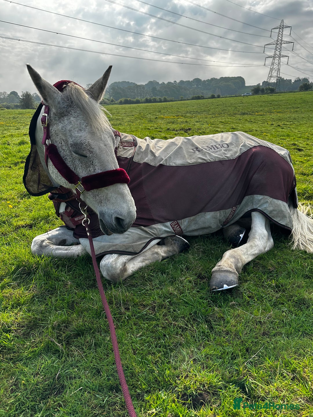 English Warmblood horses for sale: 16hh Schoolmistress  - Image 9