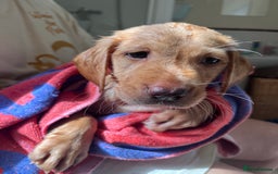 Labrador Retriever dogs for sale: Last Yellow Male available 19th Sept 2025 - Image 5