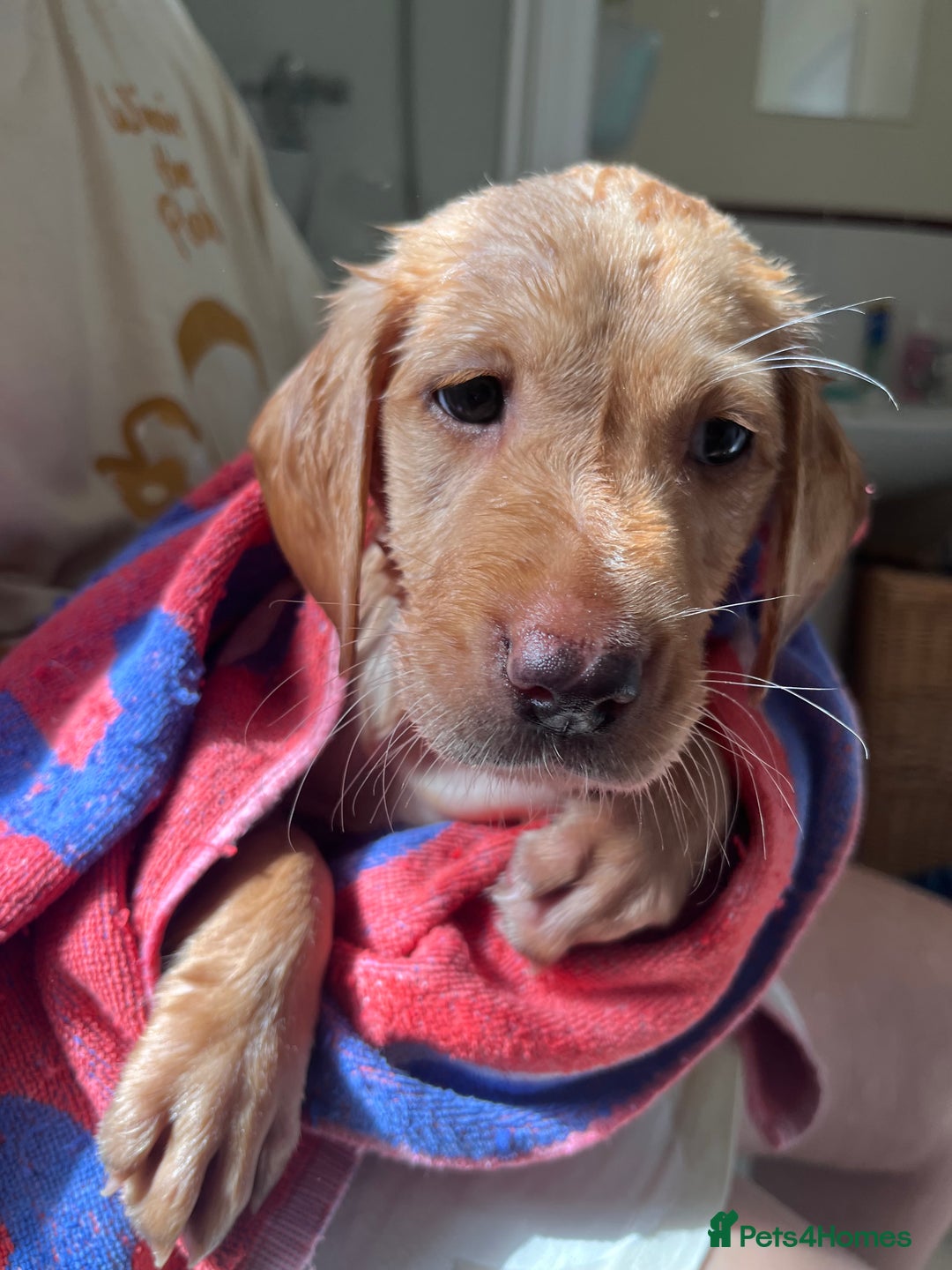 Labrador Retriever dogs for sale: Last Yellow Male available 19th Sept 2025 - Image 5