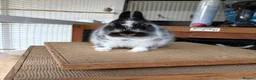 Netherland Dwarf rabbits for sale: Pure Netherland dwarfs for sale  - Advert 2