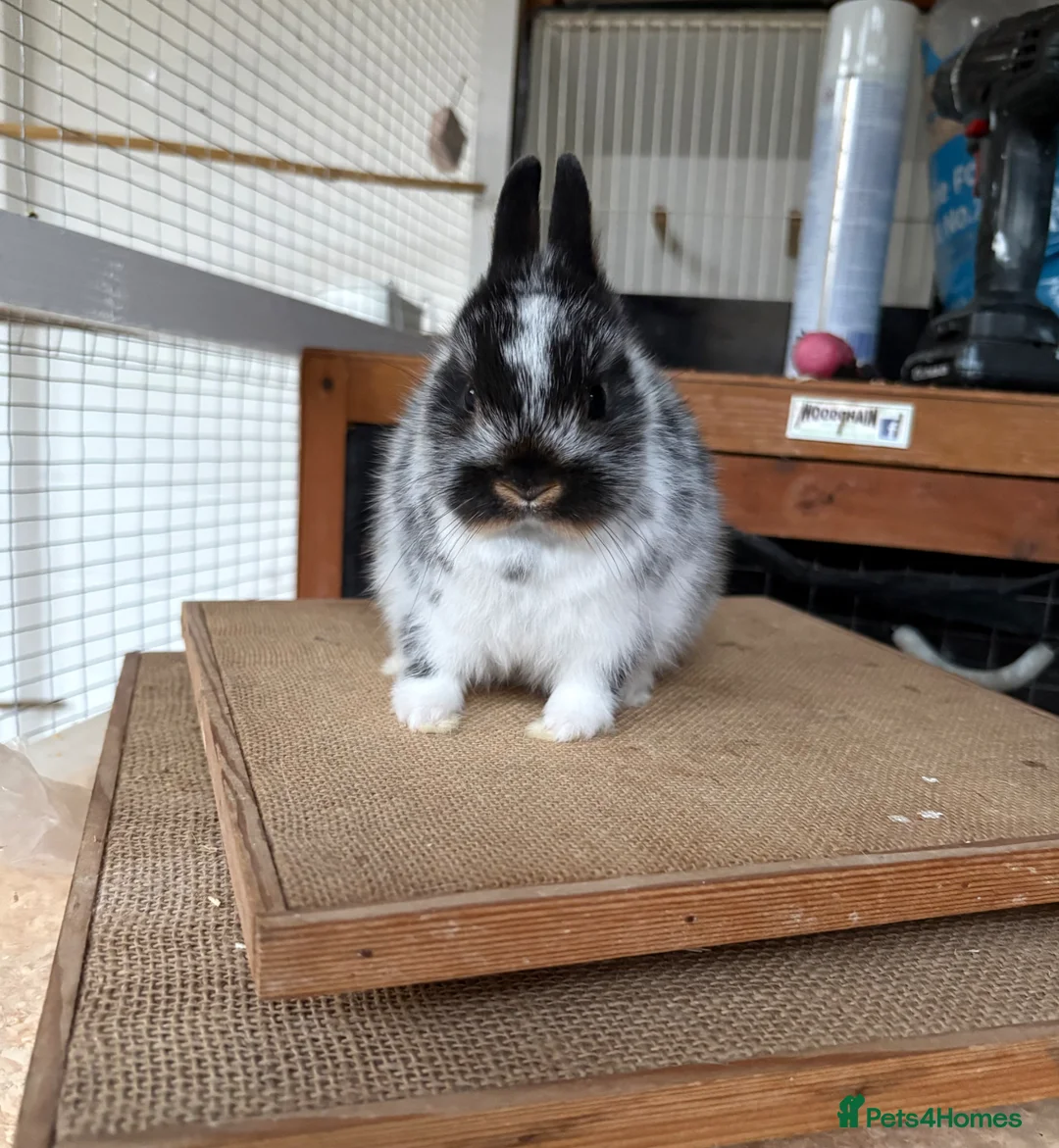 Netherland Dwarf rabbits for sale: Pure Netherland dwarfs for sale  - Advert 2