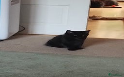 Mixed Breed cats for sale: Gorgeous Black Kitten - Image 2