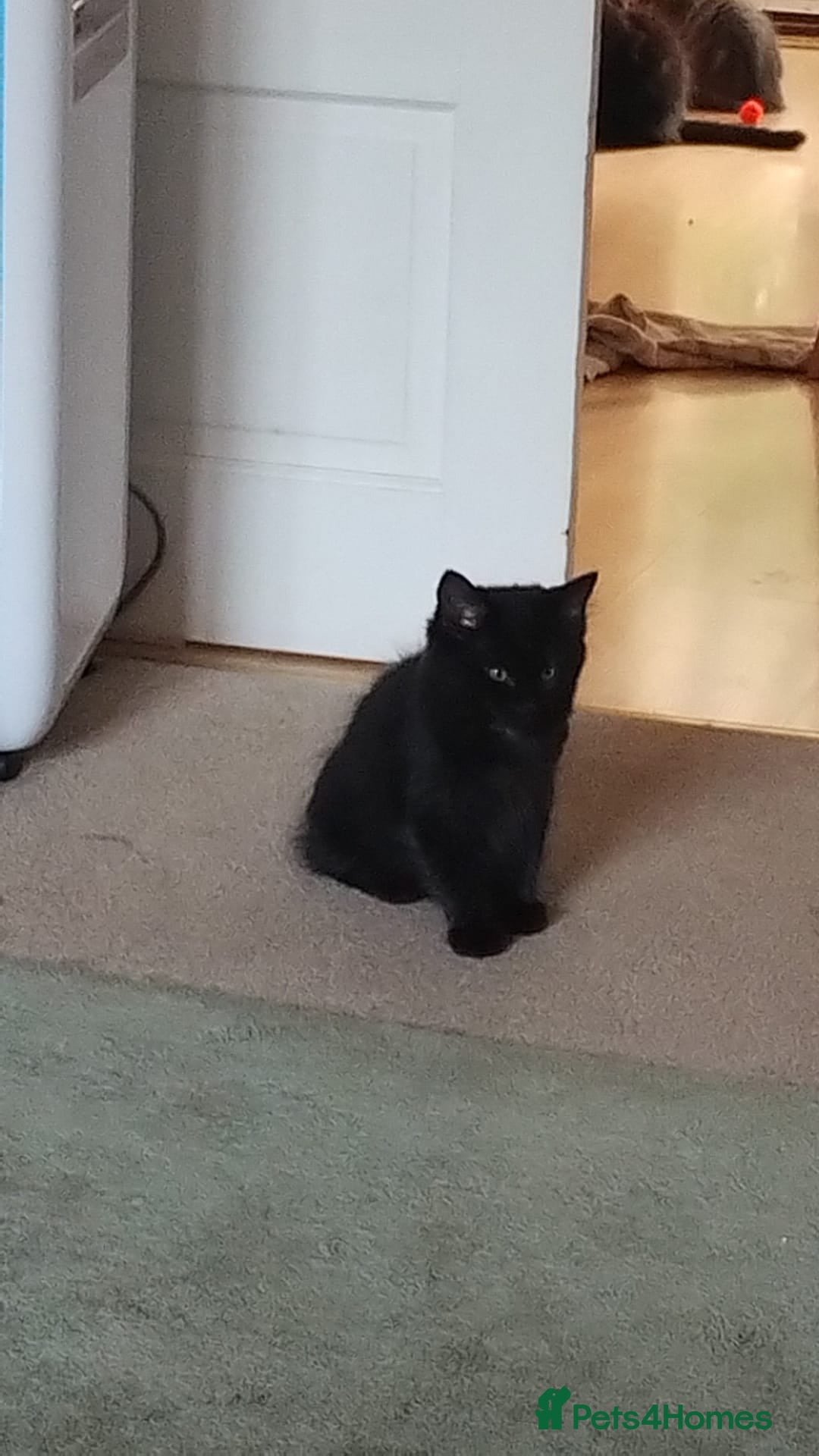 Mixed Breed cats for sale: Gorgeous Black Kitten - Image 2