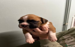 Boxer dogs for sale: 5 * kc boxer puppies  - Image 3