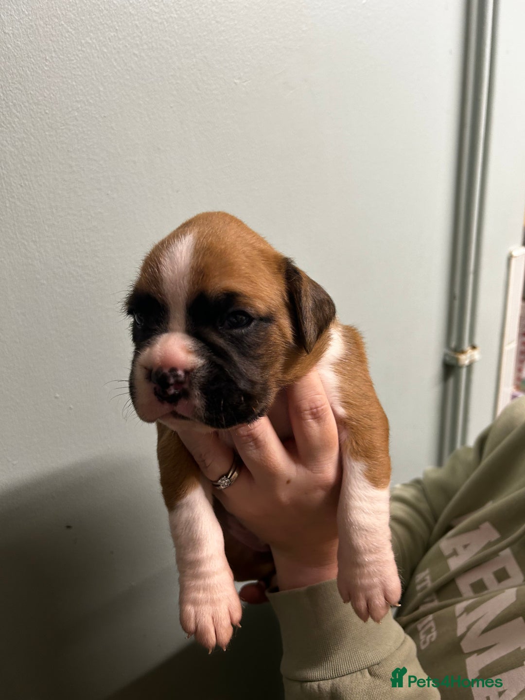 Boxer dogs for sale: 5 * kc boxer puppies  - Image 3