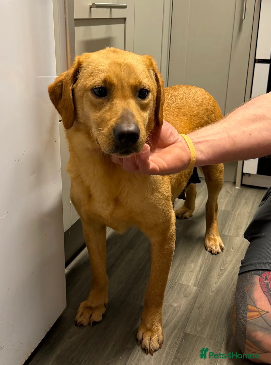 Labrador Retriever dogs for sale: FOX RED / GOLDEN LABRADOR PUPPIES  - Advert 2