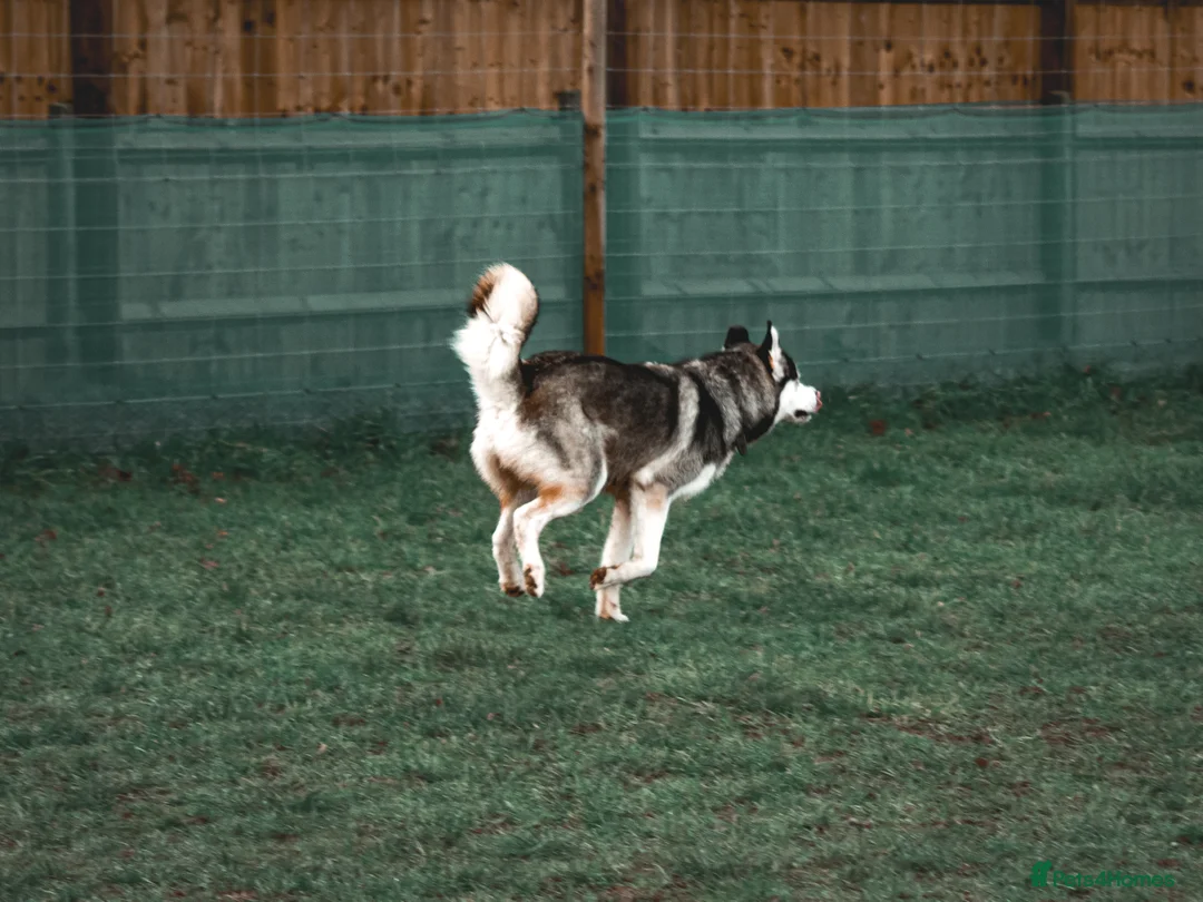 Alaskan Malamute dogs for stud: Stunning Stud Alaskan Malamute x Akita  - Advert 2