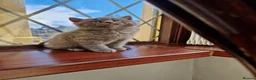 British Shorthair cats for sale: British shorthair blue BSH kittens - Advert 31