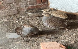 Patridge poultry for sale: Grey Partridge  - Image 2