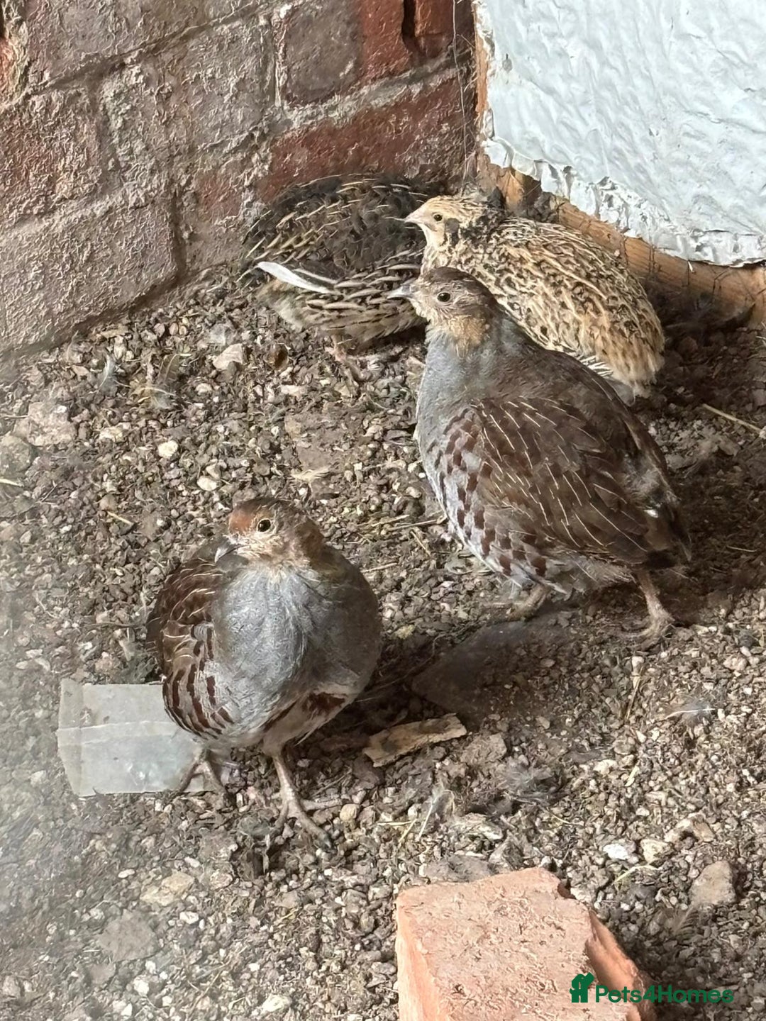 Patridge poultry for sale: Grey Partridge  - Image 2