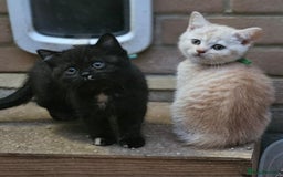 British Shorthair cats for sale: ✨British Shorthair Pedigree Kittens ✨ - Image 6