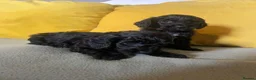 Cockapoo dogs for sale: Cockapoo puppies parents health tested  - Advert 6
