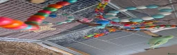 Budgerigars birds for sale: Male and Female budgies in Shrewsbury - Advert 2