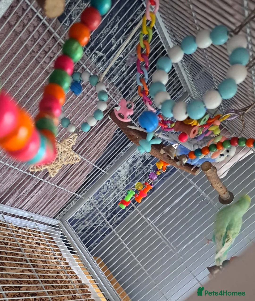 Budgerigars birds for sale: Male and Female budgies in Shrewsbury - Advert 2