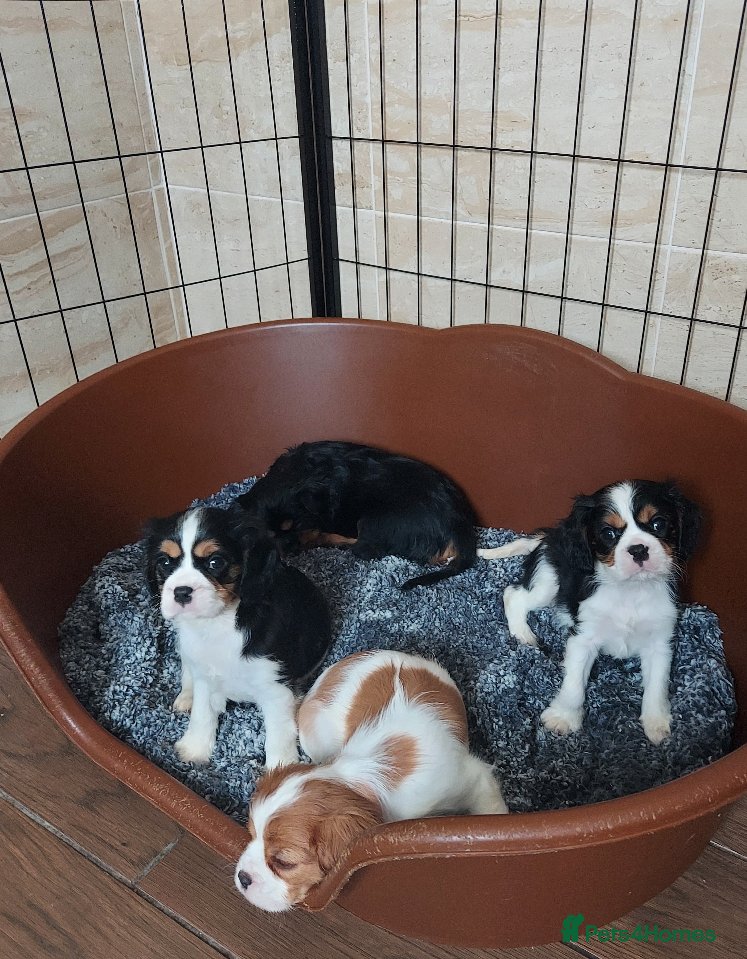 Cavalier King Charles Spaniel dogs GREAT QUALITY CKCS PUPPIES ( DWKC REGISTERED)/DNA - Advert 10