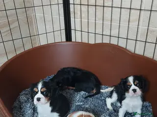 Cavalier King Charles Spaniel dogs GREAT QUALITY CKCS PUPPIES ( DWKC REGISTERED)/DNA - Advert 10